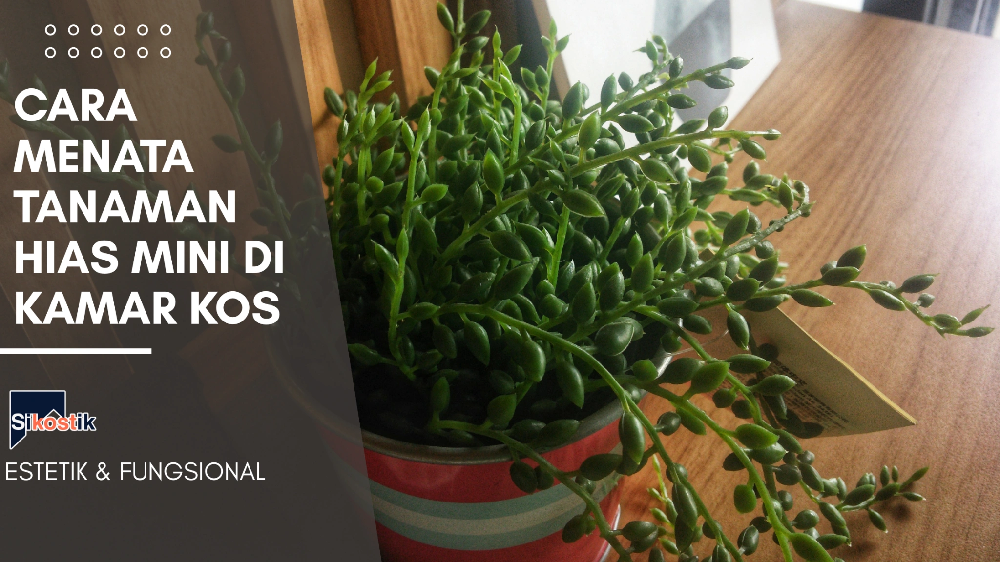 Tanaman hias mini ditata rapi di kamar kos dengan pot dan rak estetik dari Sikostik